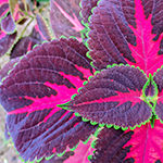 Coleus leaf as a sugar defender ingredient